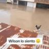 Wilson67